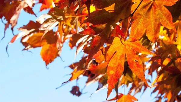 novembre-feuilles-oranges-automne-tour-du-bassin-arcachon-dingo-velos copie